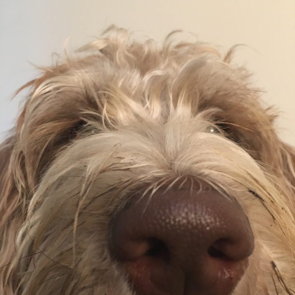 Meet your Posher, Harper_d